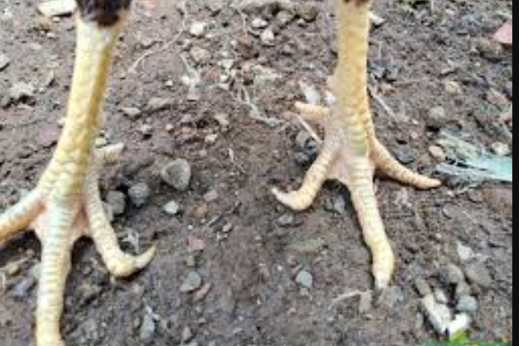 Jenis Sisik Ayam Bangkok Pukul Serta Gambarnya, Ketahui Senjata Pembunuh Nomor 1 di Ayam Petarung!