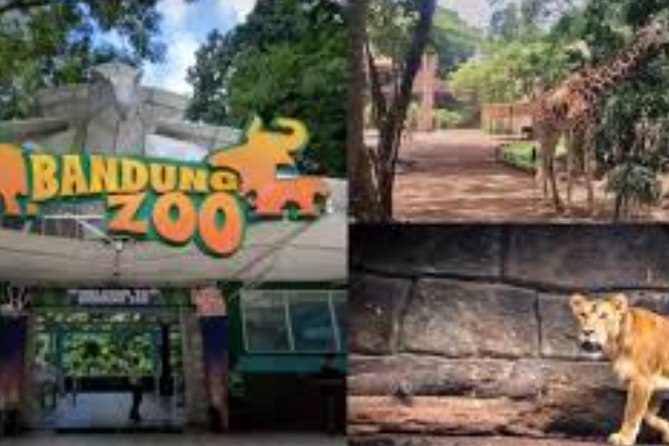 Daftar Satwa Menarik di Bandung Zoo, Mulai dari Harimau Benggala, Ular Bido, Beruang Madu, Dll