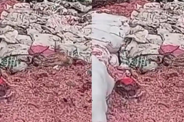 Link Video Viral Temuan Cacahan Uang Rp100 Ribu di TPS Liar Bekasi Full HD, Heboh! Warga Kawal Penyelidikan