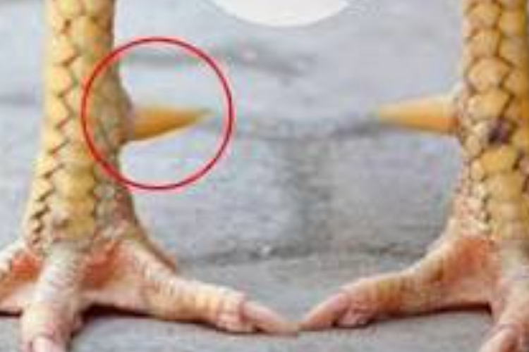 Gambar Sisik Ayam Pembunuh, Dari Sisik Batu Karang Hingga Ayam Pukul Mati Tunggak Winarayan