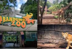 Daftar Satwa Menarik di Bandung Zoo, Mulai dari Harimau Benggala, Ular Bido, Beruang Madu, Dll
