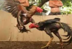 Ciri Sisik Ayam Pukul Mati Pada Jenis Bangkok, Penghobi Ayam Petarung Harus Tahu!