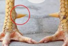 Gambar Sisik Ayam Pembunuh, Dari Sisik Batu Karang Hingga Ayam Pukul Mati Tunggak Winarayan